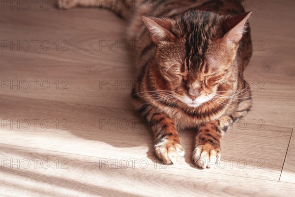 Bengal cat relaxing in sunlit room, highlighting unique fur patterns and playful demeanor on wooden