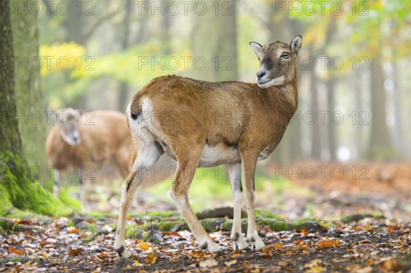 European mouflon (Ovis aries musimon) sheep (female) standing in a forest in autumn, Bavaria,