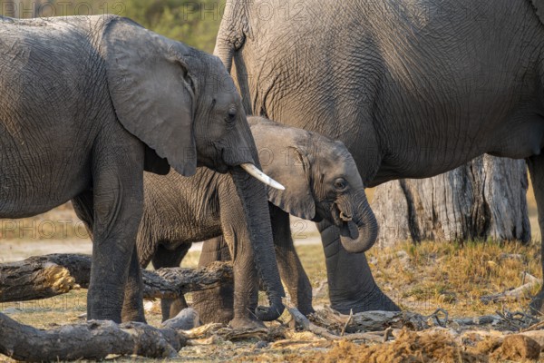 African elephant (Loxodonta africana), young with mother looking for food, Okavango Delta, Moremi