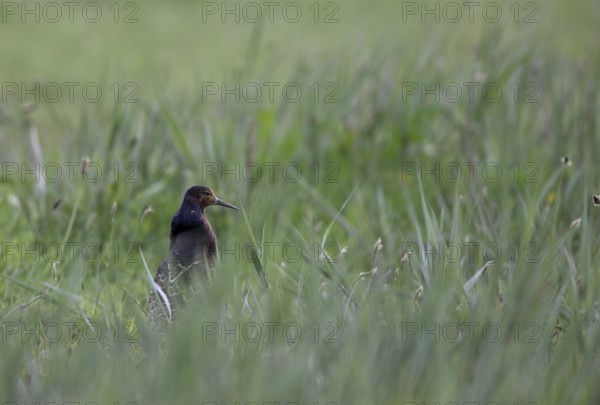 Ruff (Philomachus pugnax) in a meadow, Texel, North Holland, Netherlands