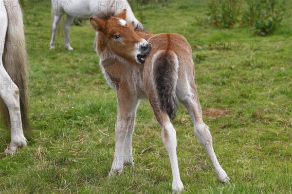 Young Icelandic stallion (Equus islandicus), foal itching its coat in a meadow, colt, male, animal