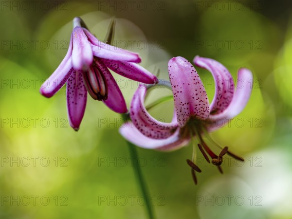 Turk's cap lily (Lilium martagon), Jenner, Berchtesgaden National Park, Schönau am Königssee,