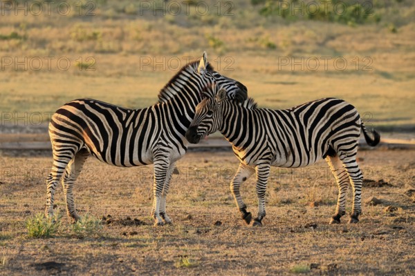 Burchell's zebra (Equus quagga burchelli), Burchell's zebra, adult, two animals, pair, social