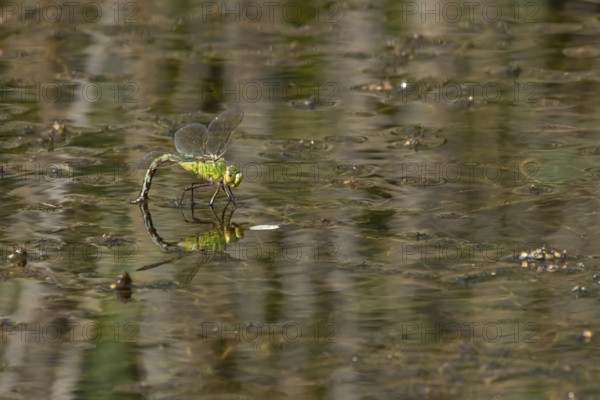 Emperor dragonfly (Anax imperator) adult female insect laying eggs in a pond in summer, England,