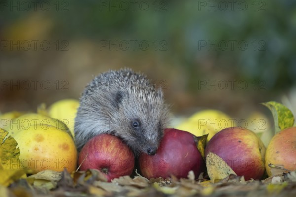European hedgehog (Erinaceus europaeus) adult animal amongst fallen apples on a garden lawn,