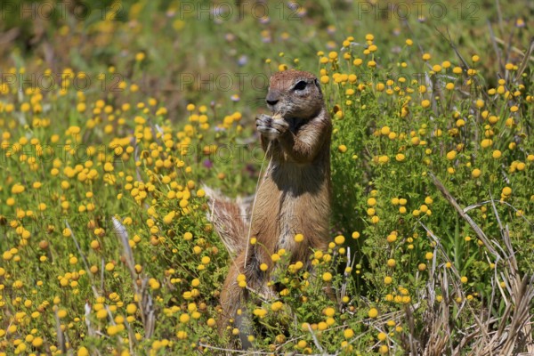 Cape bristle-thighed squirrel (Xerus inauris), adult, alert, standing upright, feeding, flower
