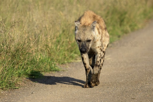 Spotted hyena (Crocuta crocuta), spotted hyena, adult, running, Kruger, Kruger National Park, South