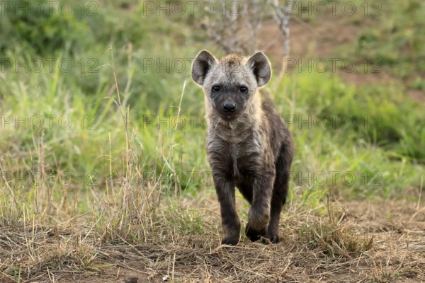 Spotted hyena (Crocuta crocuta), spotted hyena, juvenile, alert, running, Kruger, Kruger National