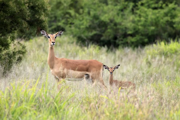 Black heeler antelope (Aepyceros melampus), impala, adult, female, young animal, mother with young