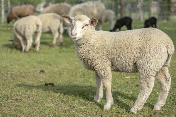 Een schattig lam staat in een groene weide tussen volwassen schapen. Het is a zonnige dag in het