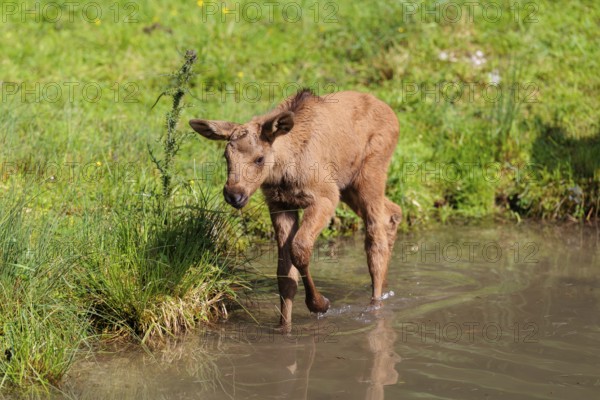 A moose calf (Alces alces) walks along the bank of a shallow stream on a sunny day in search of