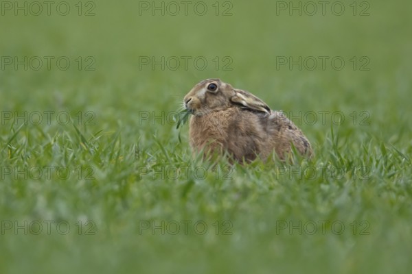 European brown hare (Lepus europaeus) adult animal feeding in a farmland cereal field in