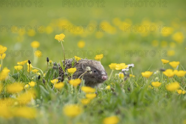 European hedgehog (Erinaceus europaeus) adult animal in a spring time meadow with flowering