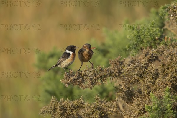 European stonechat (Saxicola rubicola) juvenile bird feeding on a moth being watched by a male