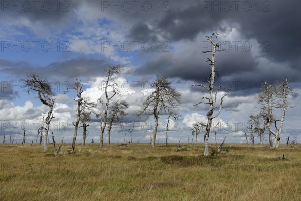 Noir Flohay in the High Fens, an upland moor in the Eife, dead trees are the remains of a large
