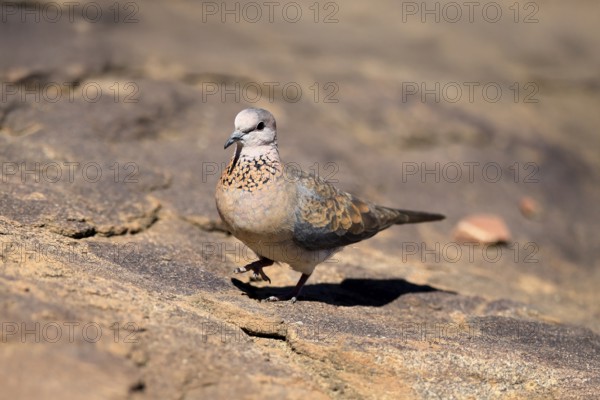 Palm Pigeon (Spilopelia senegalensis), adult, on the ground, foraging, Mountain Zebra National