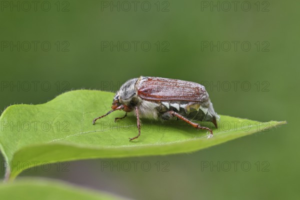 May beetle, wood cockchafer (Melolontha hippocastani), female, on a leaf litter, close-up,