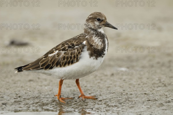 In a light plumage... Turnstone (Arenaria interpres), actually common but nevertheless endangered