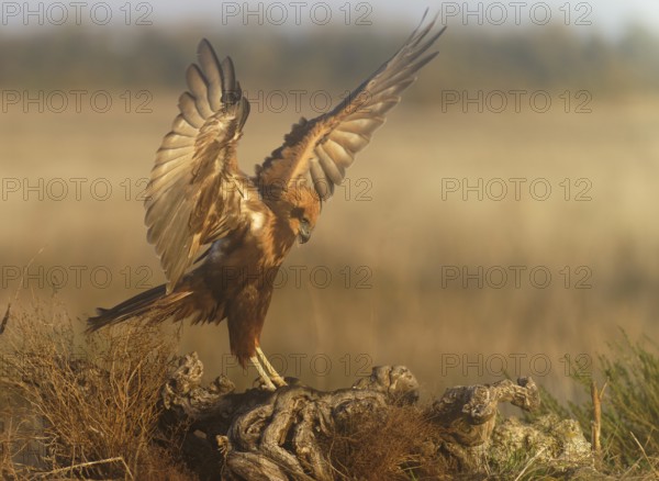 Young female marsh harrier (Circus aeruginosus) on a tree root in morning fog, Castilla-La Mancha,