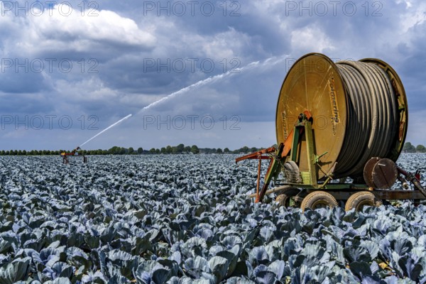 Agriculture, artificial irrigation of a field, irrigation system, cabbage cultivation, red cabbage,