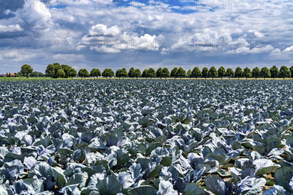 Agriculture, fields, cabbage cultivation, red cabbage, near Kempen on the Lower Rhine, North