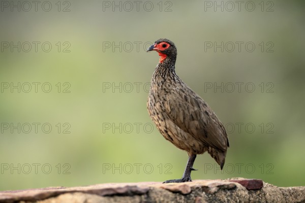 Swainson's francolin (Pternistis swainsonii), adult, alert, Kruger, Kruger National Park, South
