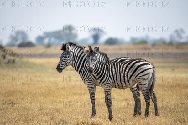 Steppe zebras (Equus quagga), two zebras in dry savannah, Okavango Delta, Moremi Game Reserve,