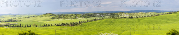 Biancane di Leonina, hilly landscape with cypresses, Crete Senesi, province of Siena, Tuscany,