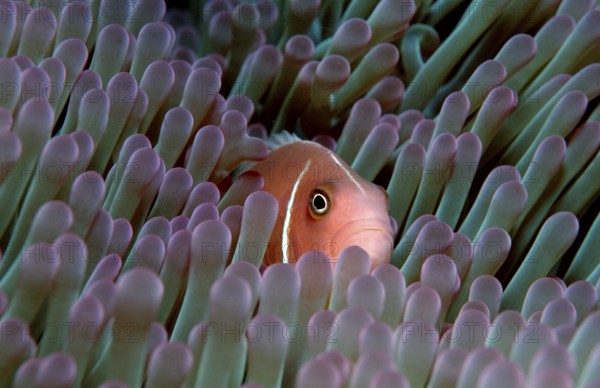 Pink Anemonefish, Collar Anemonefish (Amphiprion perideraion), False Whiteback Clownfish, Whiteback