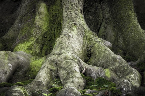 Ancient beech (Fagus), root approach, Jasmund National Park, Rügen, Mecklenburg-Western Pomerania,