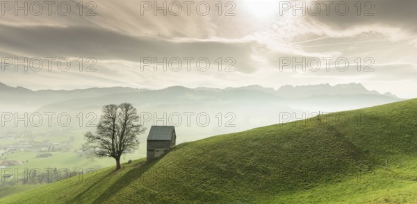Idyllic and peaceful mountain landscape with a secluded wooden barn and lone tree on a grassy