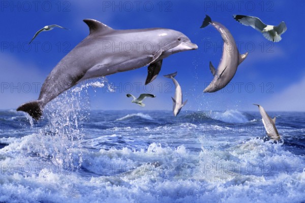 Bottlenose dolphins (Tursiops truncatus) and gulls (porpoises) (animals) (outside) (outdoor) (side)