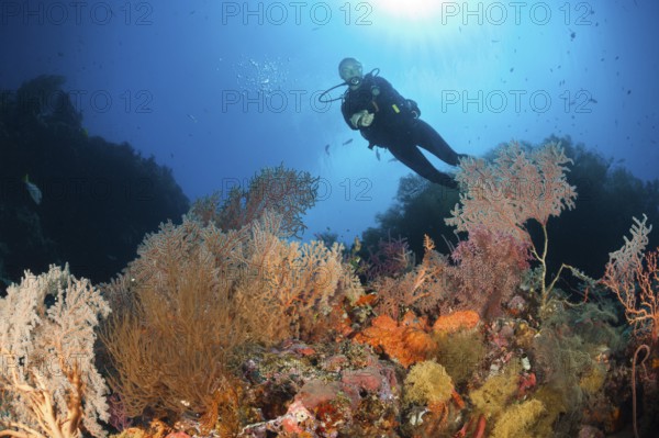 Scuba Diver over Coral Reef, New Ireland, Papua New Guinea | Scuba Diver over Coral Reef, New