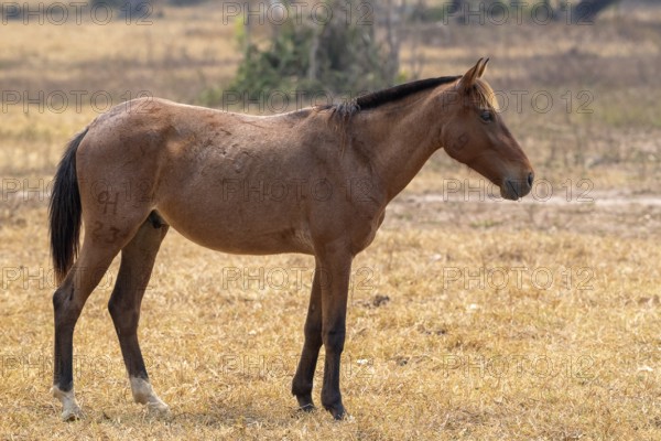 Andalusian horse (Pura Raza Española), perfect, Pantanal, inland, wetland, UNESCO Biosphere