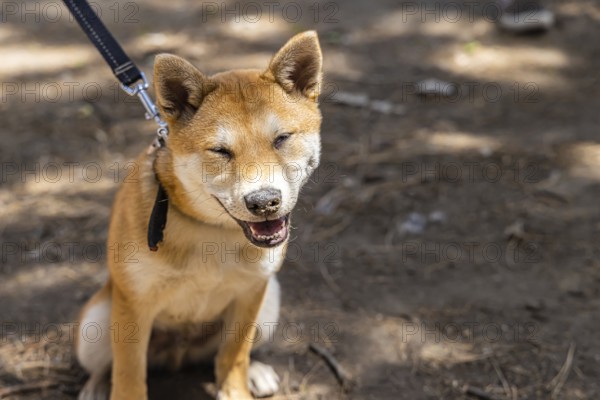 Close up front portrait of a happy red Shiba Inu puppy, smiling towards camera sitting in the park