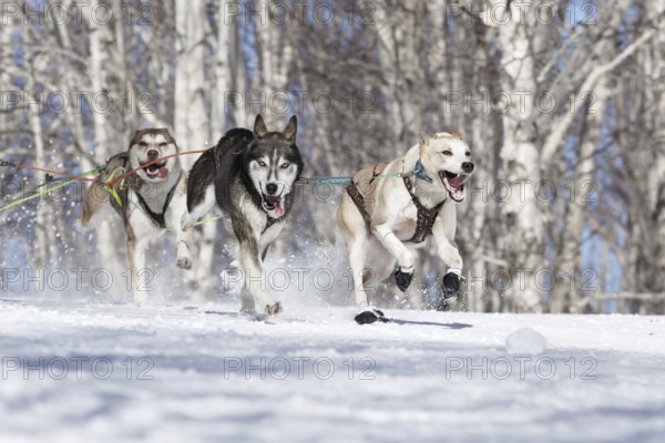 PETROPAVLOVSK-KAMCHATSKY, KAMCHATKA PENINSULA, RUSSIA, FEBRUARY 23, 2017: Runs dog sled Alaskan