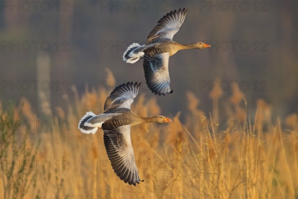 Greylag goose, Anser Anser, flight photo, side view, two birds, Wagbachniederung,