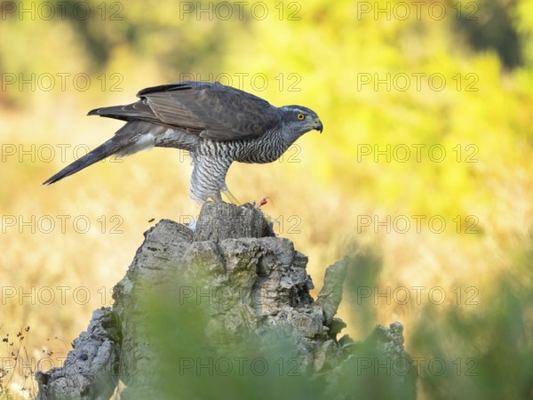 Northern northern goshawk (Accipiter gentilis), Autour des palombes, Hides De Calera / Goshawk