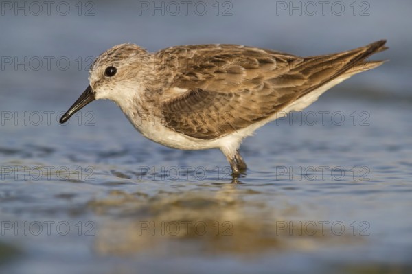 Little stint (Calidris minuta), Bécasseau minute, Correlimos Menudo, Kalloni Salt Pans, Lesvos,