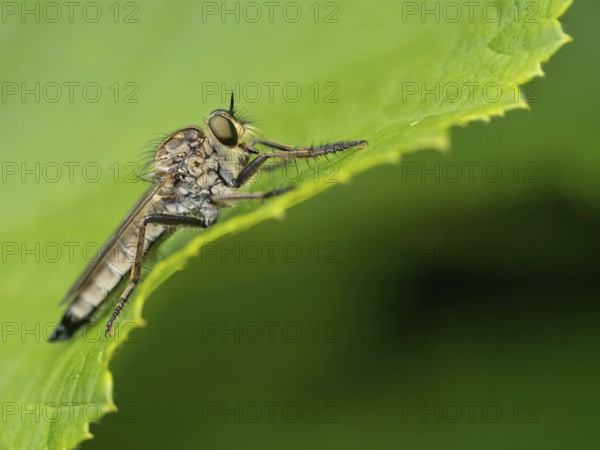 Barbarossa fly, (Eutolmus rufibarbis), predatory fly, insect, insects, close-up, Black Forest,