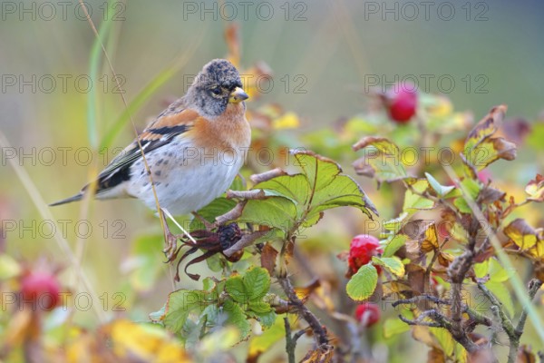 Brambling (Fringilla montifringilla), spring, foraging, Battenberg, Heligoland,