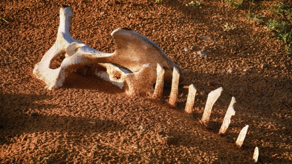 Camel bone, skeleton, skeleton, desert, animal, animals, mammal, mammals, dead, death, Saudi