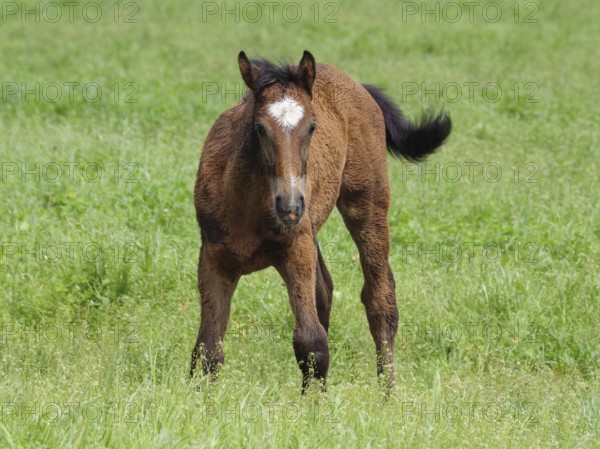 A brown foal stands on a green meadow and looks forward, beautiful horses on a paddock with green