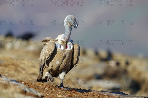 Cape Vulture, also cape griffon (Gyps coprotheres), Giant's Castle Hide, KwaZulu-Natal, South