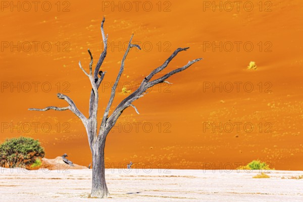 The Namib Naukluft Park. Africa. The skeletons of dead trees. Namibia. Huge scenic red and orange