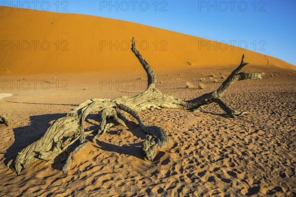 The bottom of dried lake Deadvlei, with dry trees. Ecotourism in Namib-Naukluft National Park,