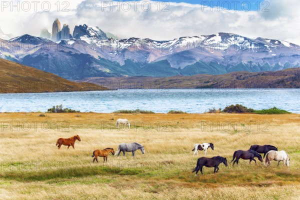 Herd of wild horses graze on the yellow grass. Lagoon Azul is mountain lake near three rocks -