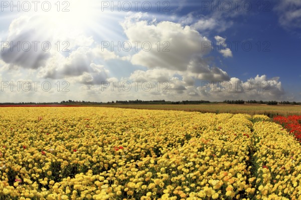 The spring sun shines brightly gorgeous flowers. Picturesque field of beautiful yellow buttercups