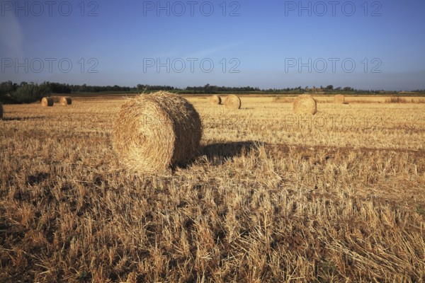 Field after harvest. Rick gathered wheat left to dry in the sun