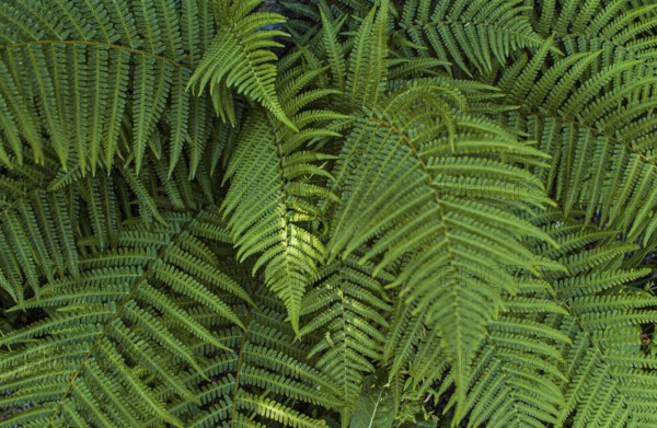 Beautiful green fern leaves in a forest